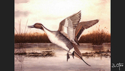 Pato pintail