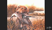 Chesapeake bay retriever