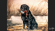 Labrador retriever - 3