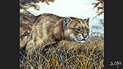 Jaguarundi