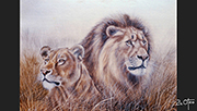 León africano (Pareja)