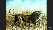 León africano (Rey de la sabána)