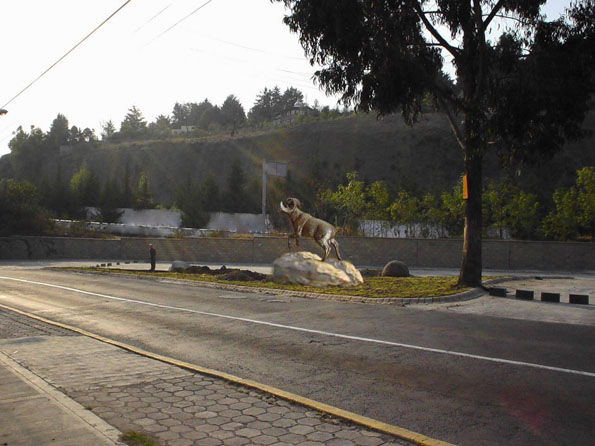 Borrego Ram