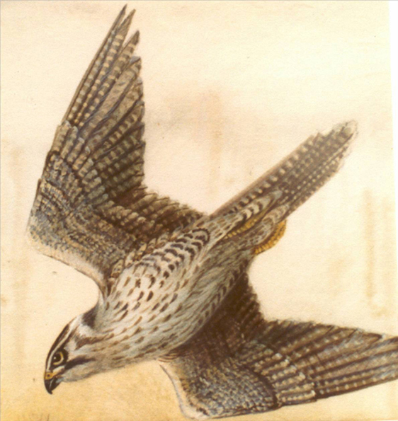 Halcon Peregrino