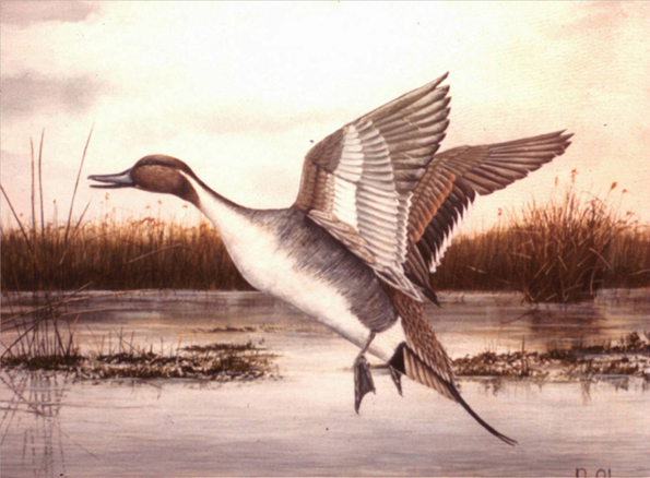 Pato Pintail