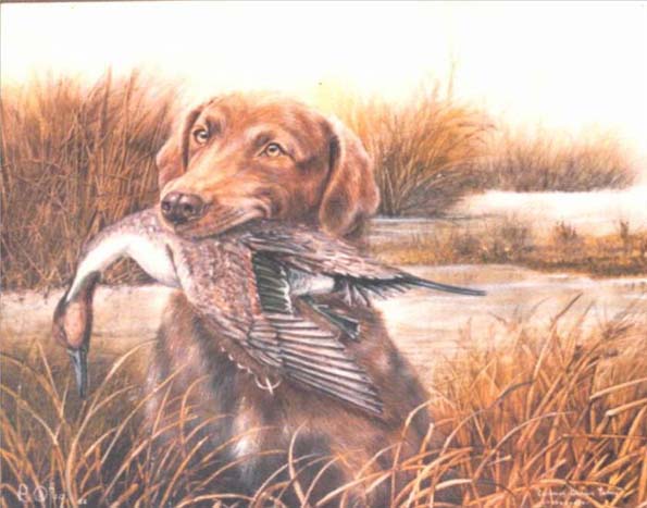 Chesapeake Retriever