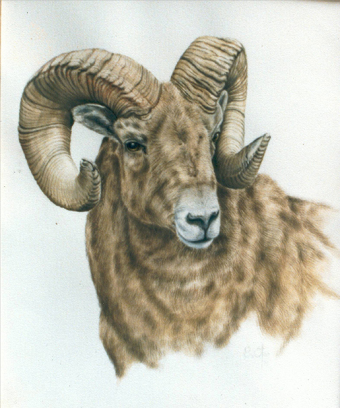 Borrego Big Horn