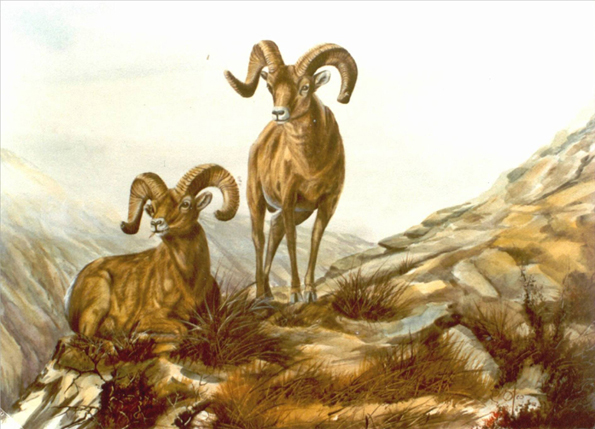 Borrego Cimarron