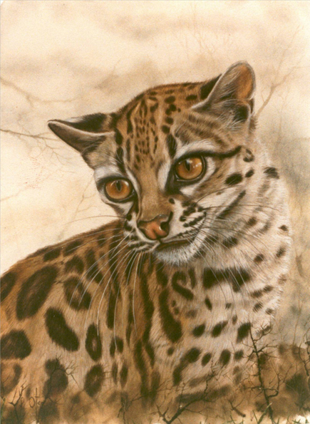 Ocelote