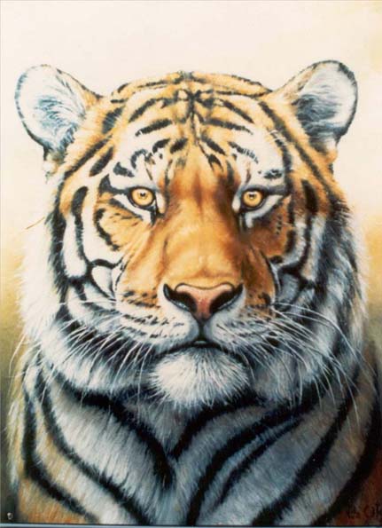 Tigre de Bengala