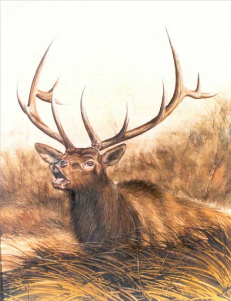 Elk