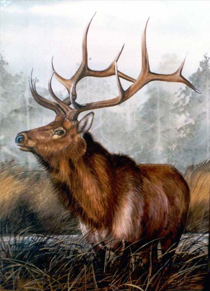 Elk