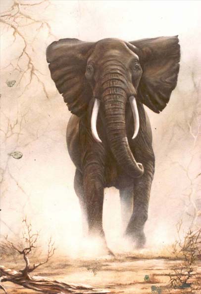 Elefante Africano