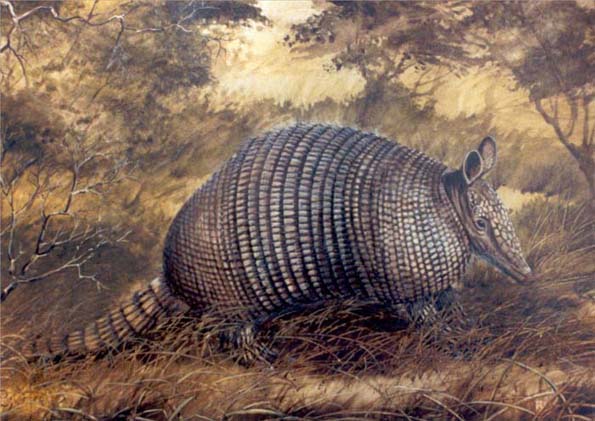 Armadillo Nueve Bandas